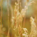 Acquiring Aid In Java